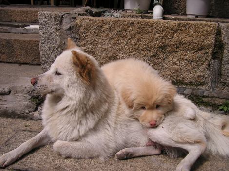 This is the puppy (with his mom) who lived at the hostel, who I stalked.
